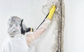 Biohazard Mold Removal in Columbia, KY